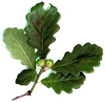 La branche de chêne