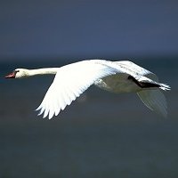 Le cygne