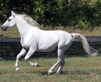 Un cheval Lipizzan