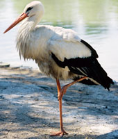 Une cigogne